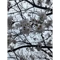 しゅり
