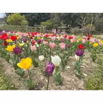 れいな