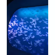 なおみ