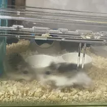 ちゃお