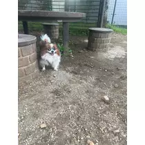 あいら