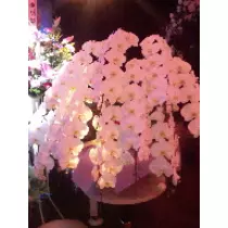 三咲 優