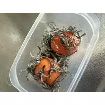 かえで