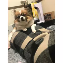 あいら