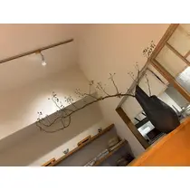 椿