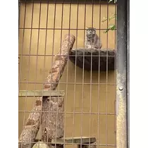 長瀬 純恋