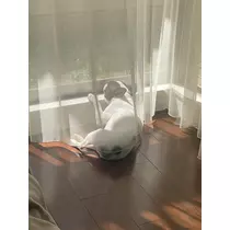 さくら