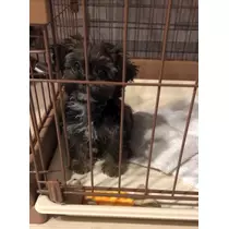 水城 百合