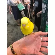 姫花