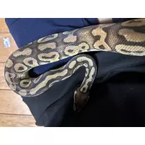 ぱき