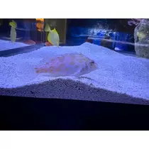 らん