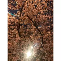 姫花