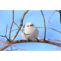 ひな