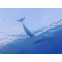 かのん