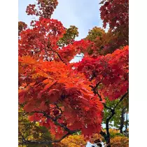 かびるんるんさわ