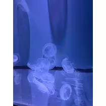 ナナ
