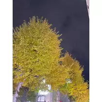 七星 ゆめ