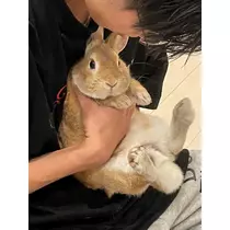 鼻のアナナ（スタッフ）