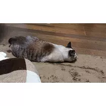 ひな