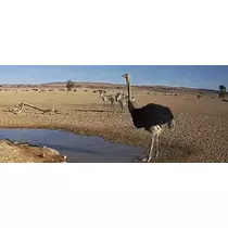 千兎 ちひろ