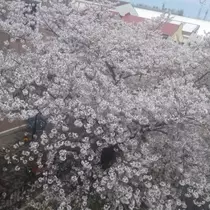 宝條 夏恋