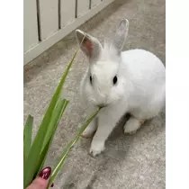 涼風 あき