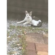 みやび