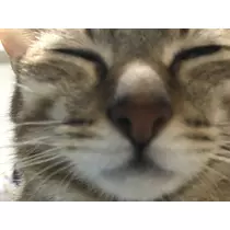 あやな