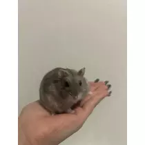かびるんるんさわ