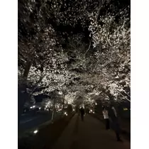 あや