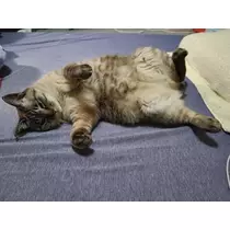 ひな