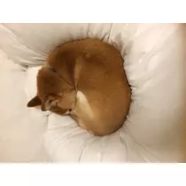 もも