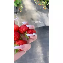 らん