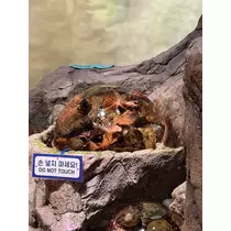 緑 四葉