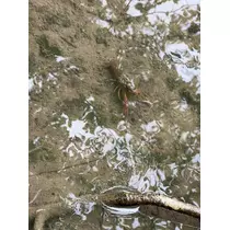 さや