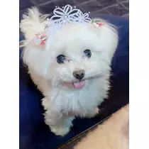 セナ
