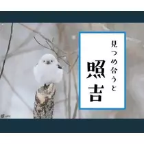 ひな