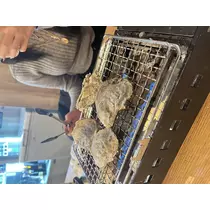 ここな