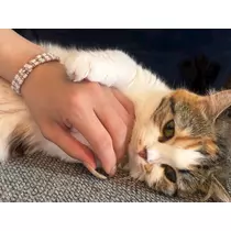 うづき ふうか