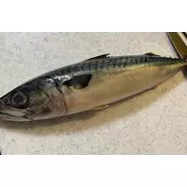 華宮 りりあ