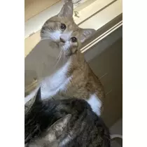 ほのか