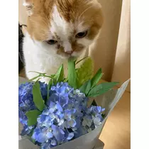 れみ