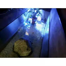 七星 夏純