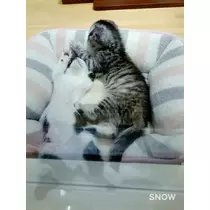 さや