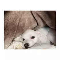蓮