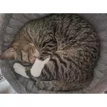 れおな