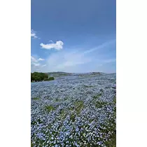 める