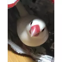 姫花