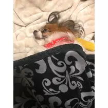 あいら