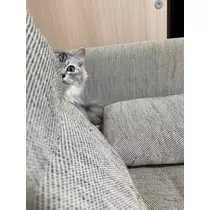 芹奈